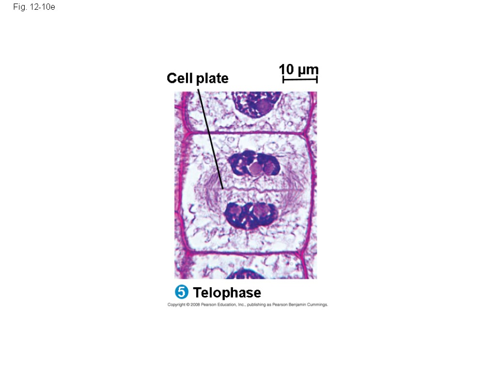 Fig. 12-10e Telophase 5 Cell plate 10 µm